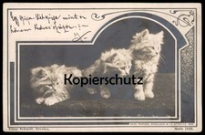 ALTE POSTKARTE KATZE DREI WEISSE KATZEN 1900 Foto Photo cat chat chats cats Tier