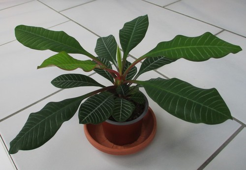 Euphorbia leuconeura - euphorbia,