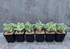 Pelargonium appendiculatum