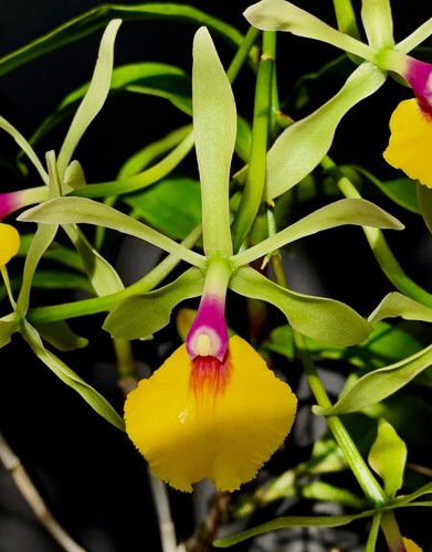 Epicattleya marques hybride - epicattleya,