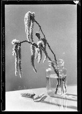 still life w "WeidenKatzchen"