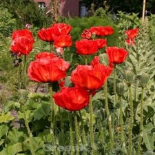 Türkischer Mohn Rembrandt - Papaver orientale