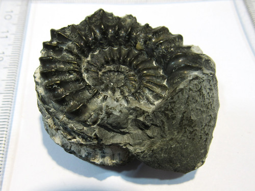 Ammonit pleuroceras spinatum - ammonit,