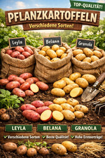 Pflanzkartoffeln verschiedene