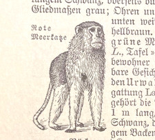 Alte Lithographie, Rote