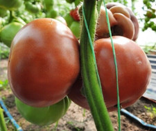 Fleischtomate Black from Tula