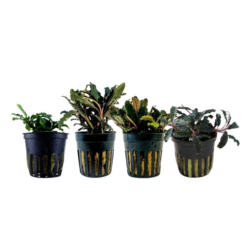 Bucephalandra set mit - set, 4