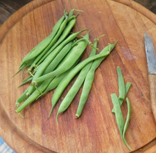 Sehr frühe Buschbohne 'Wiener