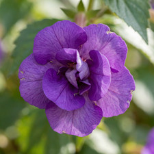 Pretty Imported Achimenes