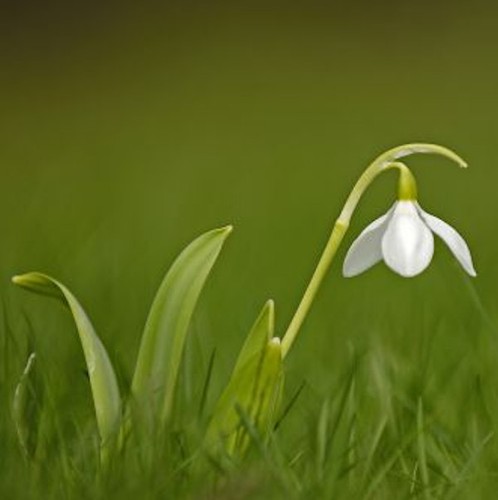 Großblütiges