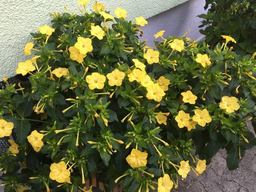 Wunderblume samen - 20+,