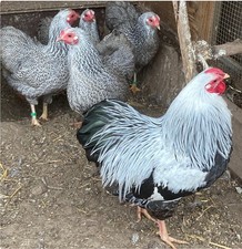 Bruteier Deutsche Zwerg