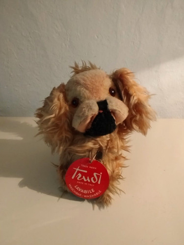 Hund pekinese pekingese - hund, pekinese,pekingese