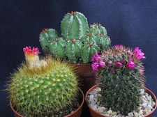 Parodia chrysacanthion
