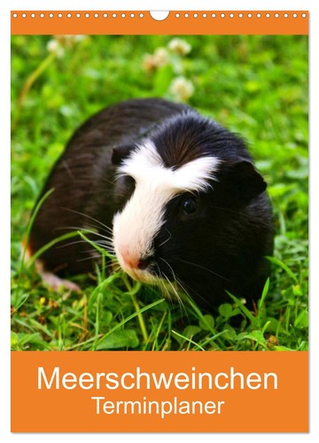 Meerschweinchen terminplaner - meerschweinchen,