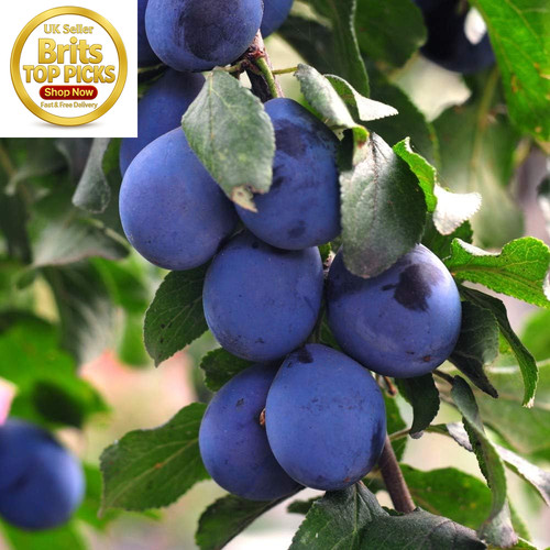 Potted mini fruit tree plum - mini,