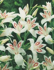 Zwerg Gladiolen Nymph " 10