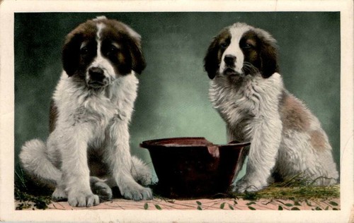 Hund hunde zwei junge - hund,