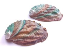 PERLANDO: 2 Muscheln