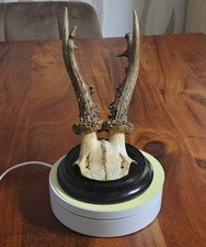 Rehbock Gehörn,Rehgeweih, Trophäe Rehgehörn mit Trophäenbrett 28, cm. 1936-1943