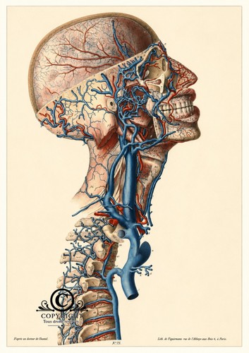 Poster anatomie des - a4,