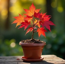 2 winterharter Ahorn rot - -