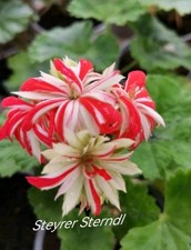 Pelargonie Geranie Steyrer