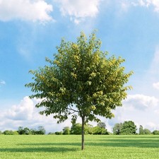 Gelblaubiger Eschenahorn ODESSANUM 160-180 cm im Container