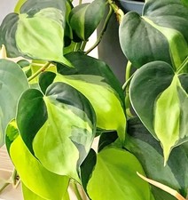 Philodendron Scandens Brasil -