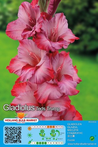 Gladiolus - @,