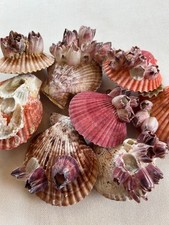 Jakobsmuschel mit Seepocken, Jakobsmuschel, Pilgermuschel, Pecten Muschel, 7-8cm