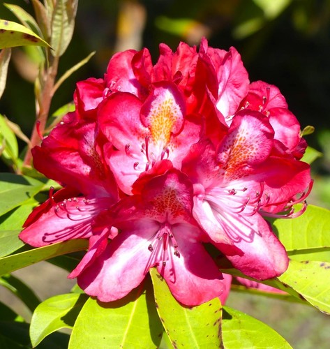 Inkarho großblumige alpenrose - inkarho,