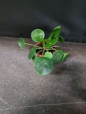 Pilea peperomioides Ufopflanze chin. Geldbaum Glückstaler im  ca. 6 cm Topf 