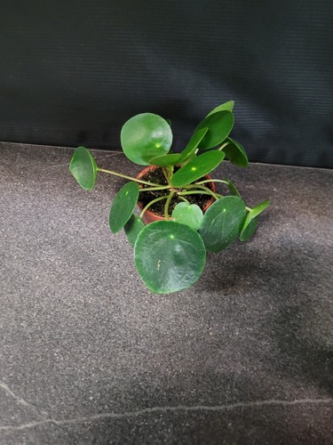 Pilea peperomioides ufopflanze - peperomioides,