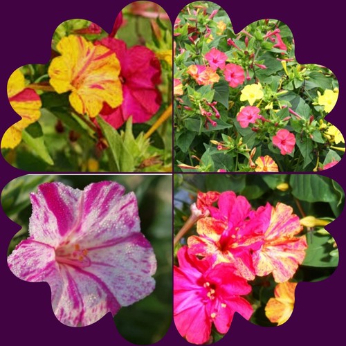 Wunderblume mix samen - wunderblume, 50