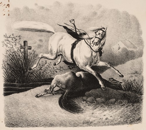 Schimmel und totes - pferd,, um
