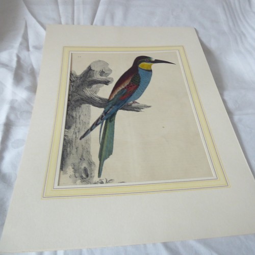 Antik vogeldruck - vogeldruck, –
