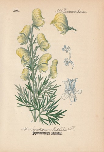 Gift eisenhut aconitum - gift-eisenhut, (aconitum
