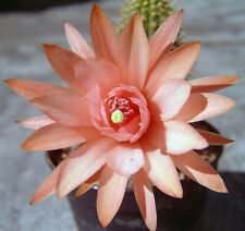 Hildewintera Hybride Traisenglück x colademononis 12 cm groß Kaktus