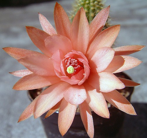 Hildewintera hybride - hildewintera,