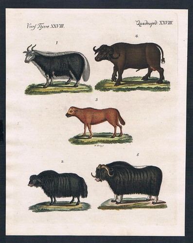 Ochsen ochse kuh moschus - ochsen,