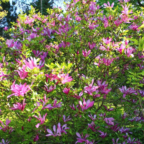Purpur magnolie magnolia - purpur,
