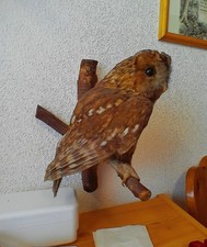 A - 040  Präparat  Waldkauz (Strix alauco)  von 1975 mit  Verkaufs Bescheinigung