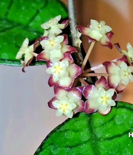 Hoya sp. Borneo    Ableger