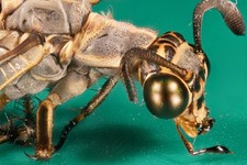 Laowa 25mm f/2,8 für Sony-E Ultra Macro Objektiv