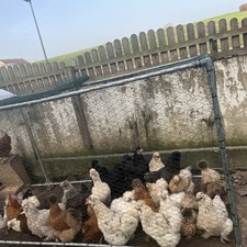 Eier Von Zwerg Huhner