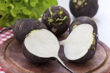 50+ Samen Schwarzer Rettich