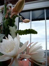 Epiphyllum - Blattkaktus -