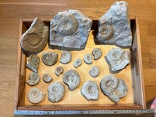 Ammoniten/Fossilien aus