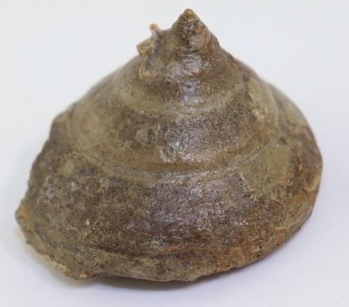 Schnecke pyrgotrochus sp - schnecke,,